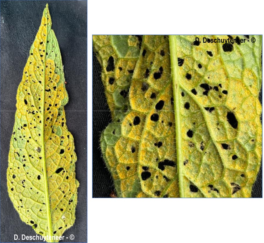 Melampsorella symphyti